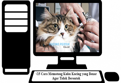 15 Cara Memotong Kuku Kucing Yang Benar Agar Tidak Berontak