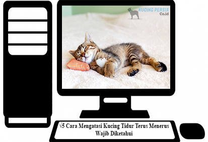 Cara-Mengatasi-Kucing-Tidur-Terus