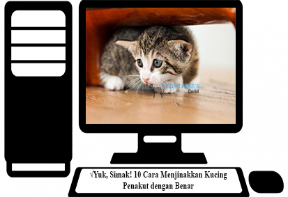 cara menjinakkan kucing galak