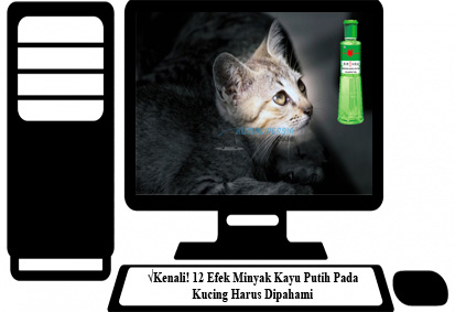 √Kenali! 12 Efek Minyak Kayu Putih Pada Kucing Harus Dipahami