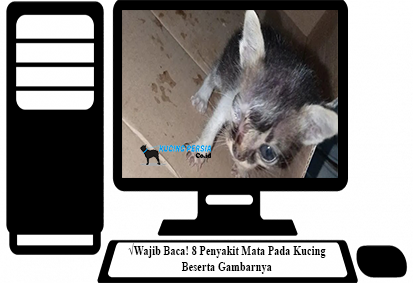 √Wajib Baca! 8 Penyakit Mata Pada Kucing Beserta Gambarnya