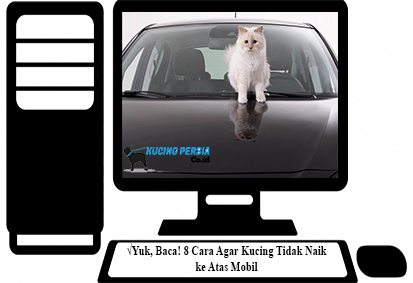 Cara Agar Kucing Tidak Naik ke Atas Mobil