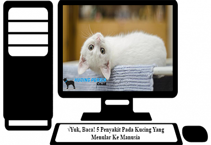 √Yuk, Baca! 5 Penyakit Pada Kucing Yang Menular Ke Manusia