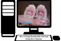 Fungsi-Bantalan-Halus-Pada-Kaki-Kucing-Harus