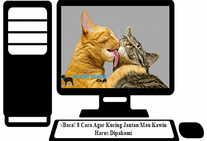 Gambar kucing jantan lucu