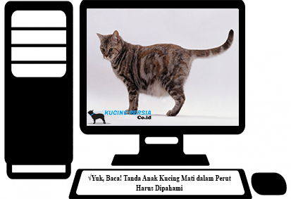 Bayi Kucing Sering Mati Apa Penyebabnya Catlovers Id