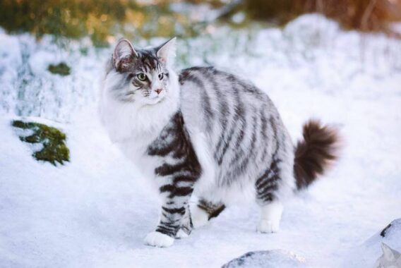 Norwegian-Forest-Cat