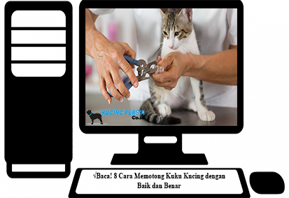 Baca 8 Cara Memotong Kuku Kucing Dengan Baik Dan Benar