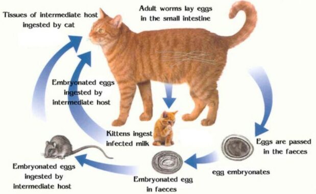 √7 Ciri-Ciri Kucing Cacingan: 4 Penyebab dan 4 Cara Mengobati