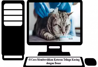 Cara-Membersihkan-Kotoran-Telinga-Kucing