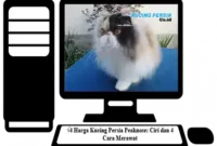 Cara-Merawat-Kucing-Persia-Peaknose