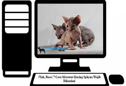 Cara-Merawat-Kucing-Sphynx