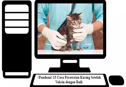 Cara-Perawatan-Kucing-Setelah-Vaksin-dengan-Baik