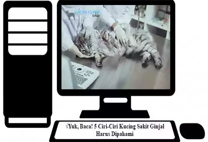 Ciri-Ciri-Kucing-Sakit-Ginjal