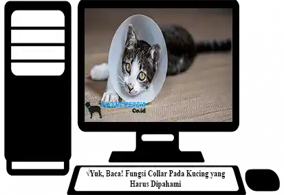 Fungsi-Collar-Pada-Kucing