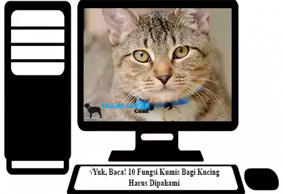 Fungsi-Kumis-Bagi-Kucing