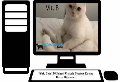 Fungsi-Vitamin-B-untuk-Kucing