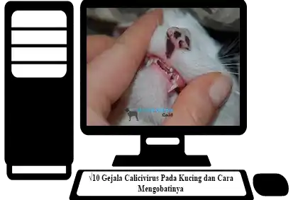 Gejala-Calicivirus-Pada-Kucing