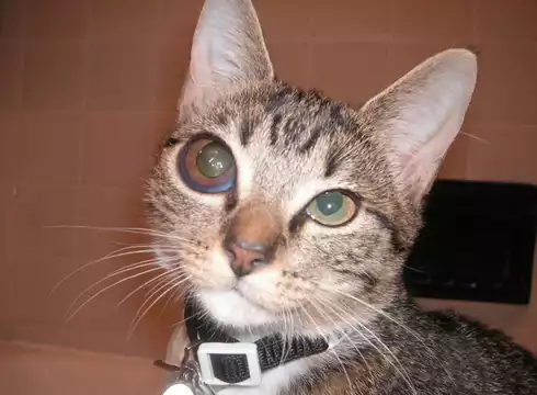 Glaukoma Pada Kucing
