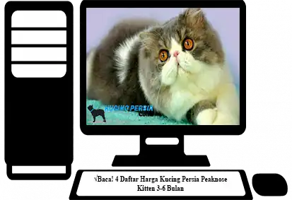 Harga-Kucing-Persia-Peaknose