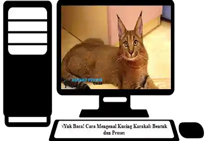 Kucing-Karakal