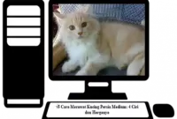 Kucing-Persia-Medium