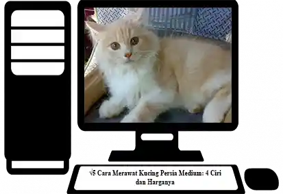 Kucing-Persia-Medium
