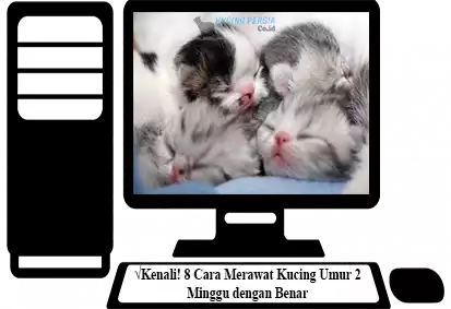 Kucing-Umur-2-Minggu