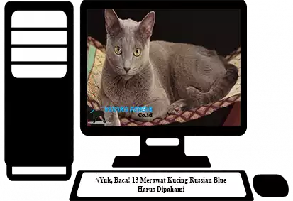 Merawat-Kucing-Russian-Blue