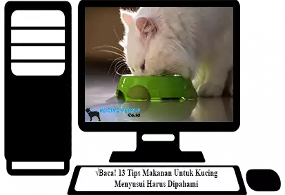 Tips-Makanan-Untuk-Kucing-Menyusui