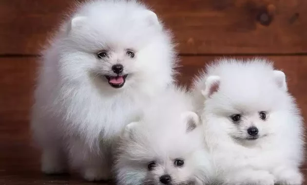 anjing mini pom