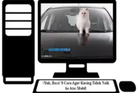 Cara-Agar-Kucing-Tidak-Naik-ke-Atas-Mobil
