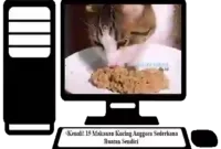 Makanan-Kucing-Anggora-Sederhana