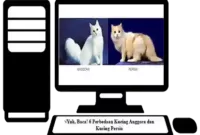 Perbedaan-Kucing-Anggora-dan-Kucing-Persia