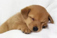 harga anjing beagle puppy
